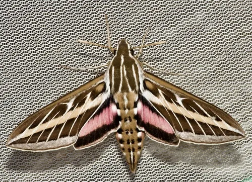 White-lined Sphinx Moth - photo 6