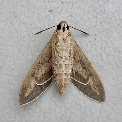 White-lined Sphinx Moth - photo 7