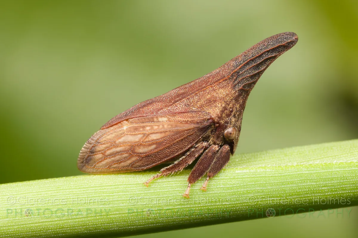 Wide-footed Treehopper - photo 3
