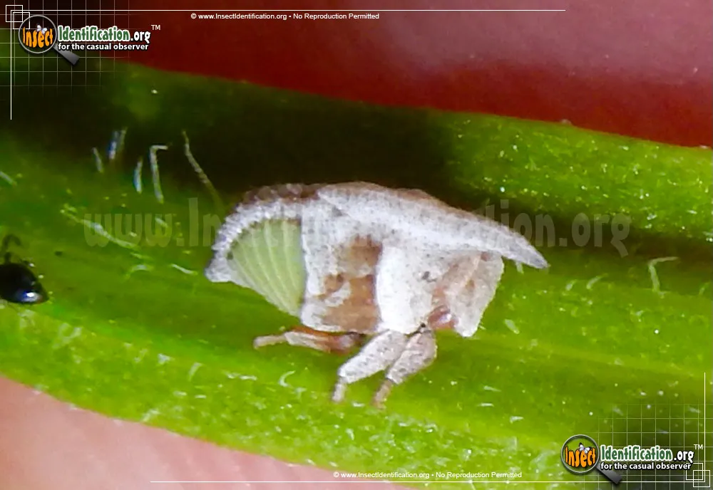 Wide-footed Treehopper - photo 5