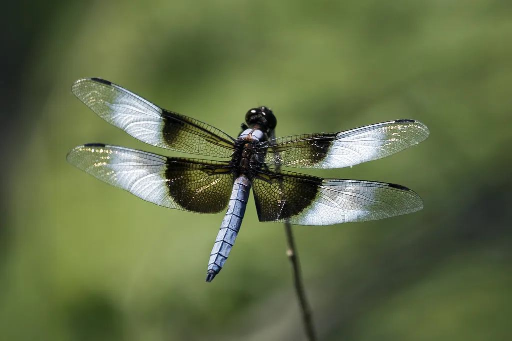 Widow Skimmer - photo 3