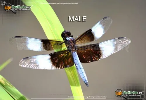 Widow Skimmer - photo 4