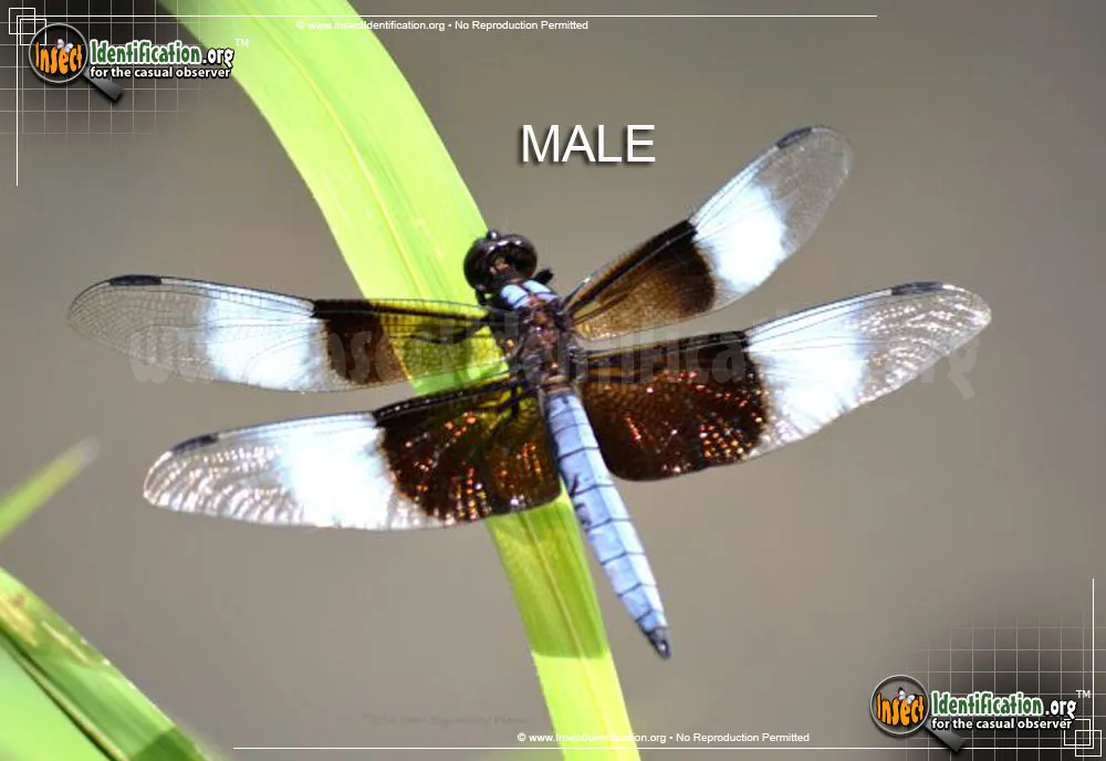 Widow Skimmer - photo 5