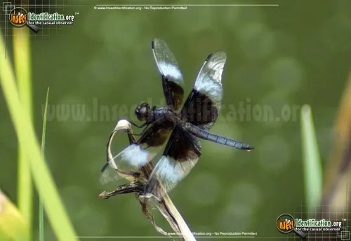Widow Skimmer - photo 6