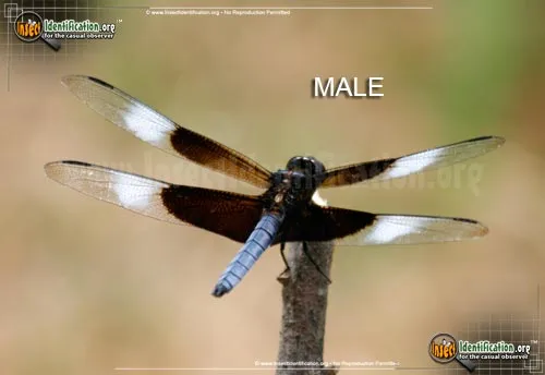 Widow Skimmer - photo 7