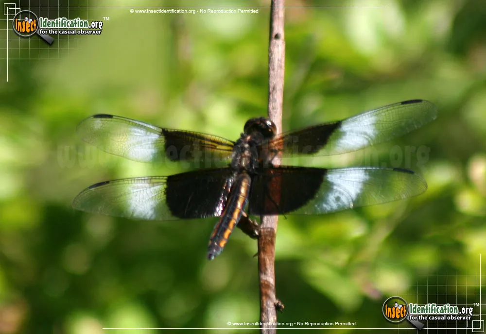 Widow Skimmer - photo 8