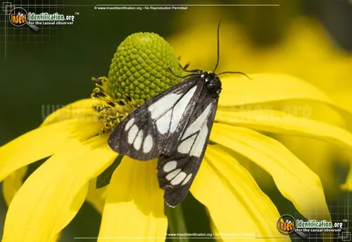 Wild Forget-me-not Moth - photo 2