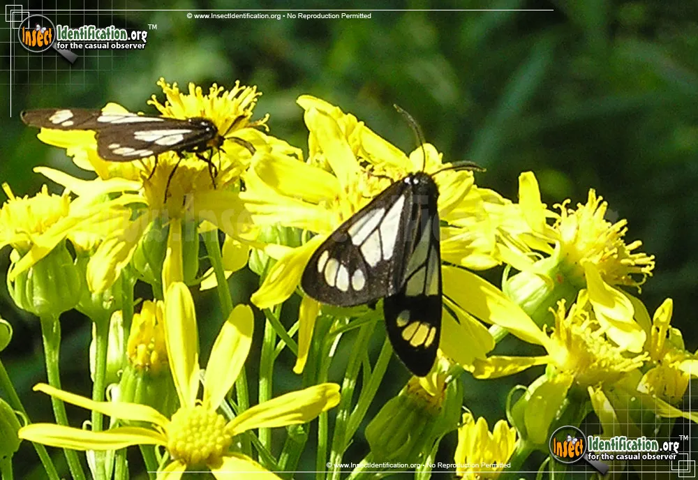 Wild Forget-me-not Moth - photo 3