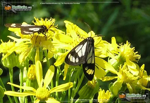 Wild Forget-me-not Moth - photo 4