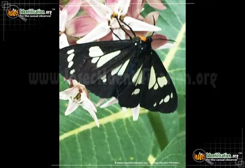 Wild Forget-me-not Moth - photo 6