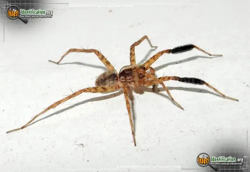 Wolf Spider -S. crassipes - photo 2