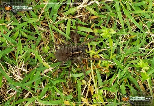 Wolf Spider: T. georgicola - photo 2