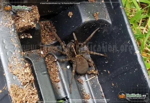 Wolf Spider: T. georgicola - photo 4