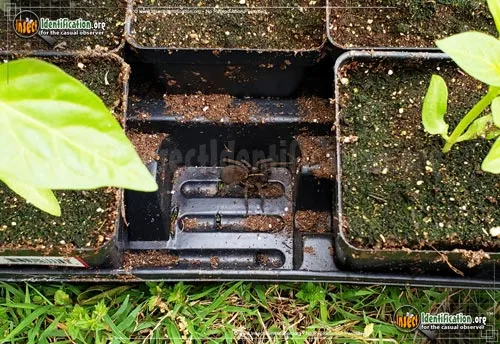 Wolf Spider: T. georgicola - photo 6