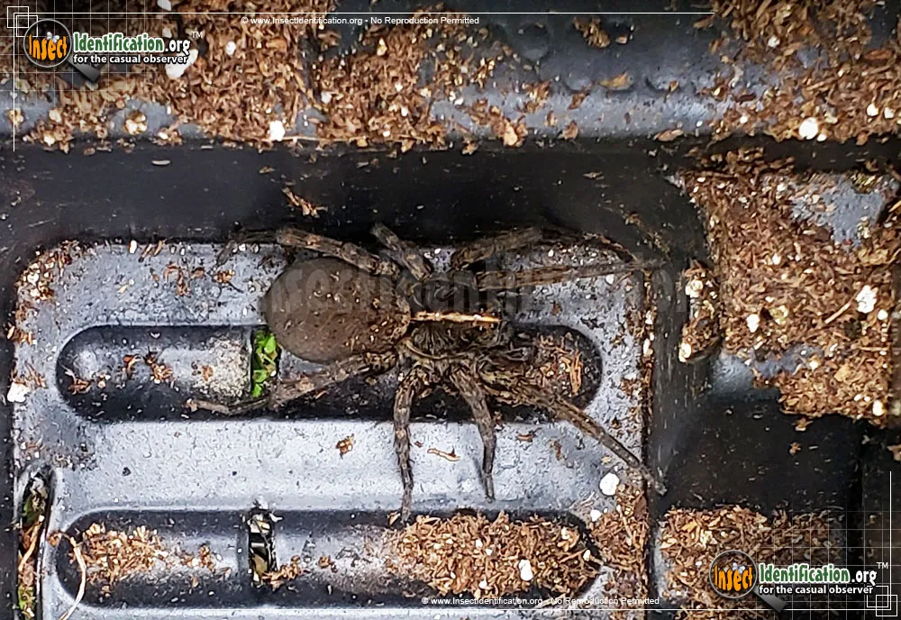 Wolf Spider: T. georgicola - photo 7