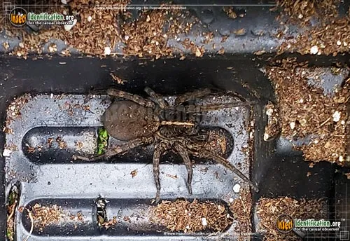 Wolf Spider: T. georgicola - photo 8