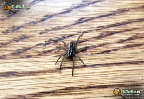 Wolf Spider - photo 2