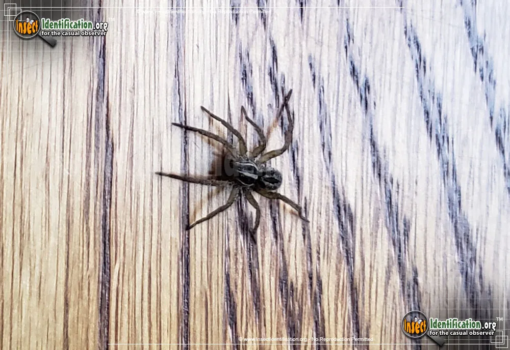 Wolf Spider - photo 3