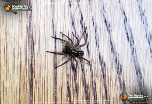 Wolf Spider - photo 4