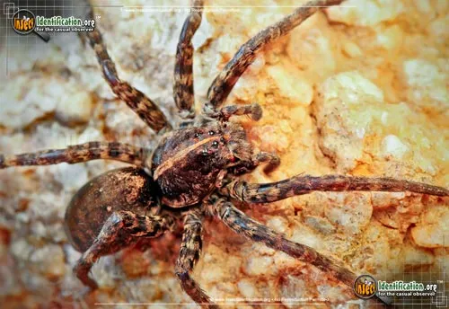 Wolf Spider - photo 2