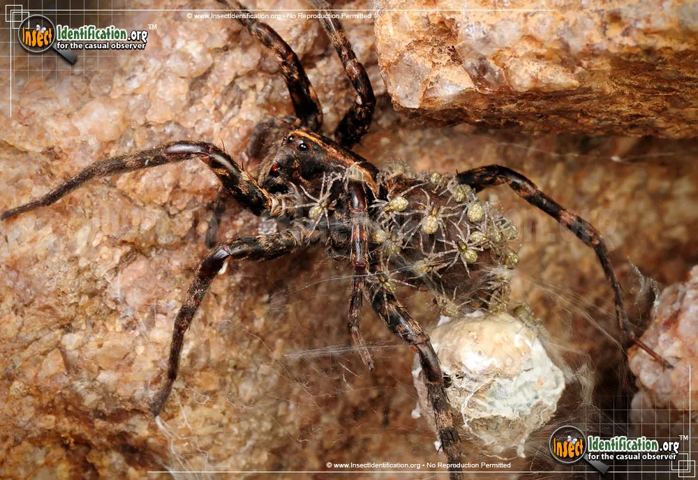 Wolf Spider - photo 3