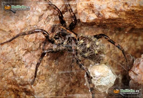 Wolf Spider - photo 4