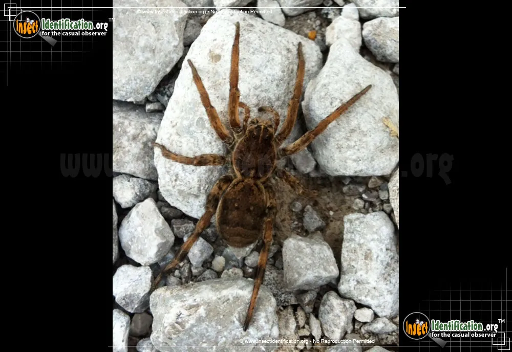 Wolf Spider - photo 5