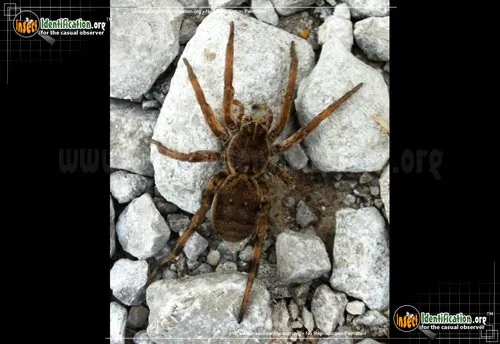 Wolf Spider - photo 6