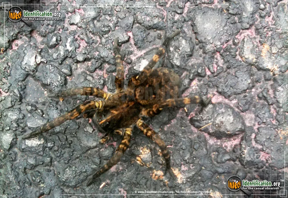 Wolf Spider - photo 7