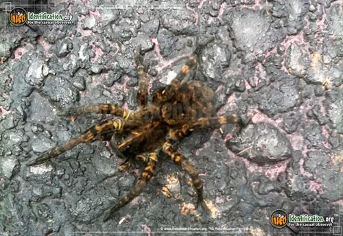 Wolf Spider - photo 8