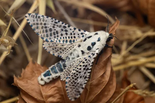Wood Leopard Moth - Zeuzera pyrina