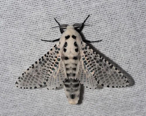 Wood Leopard Moth - photo 4