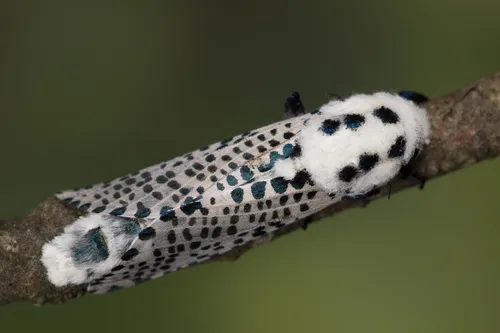 Wood Leopard Moth - photo 6
