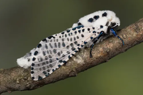 Wood Leopard Moth - photo 7