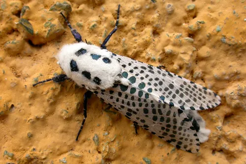 Wood Leopard Moth - photo 8