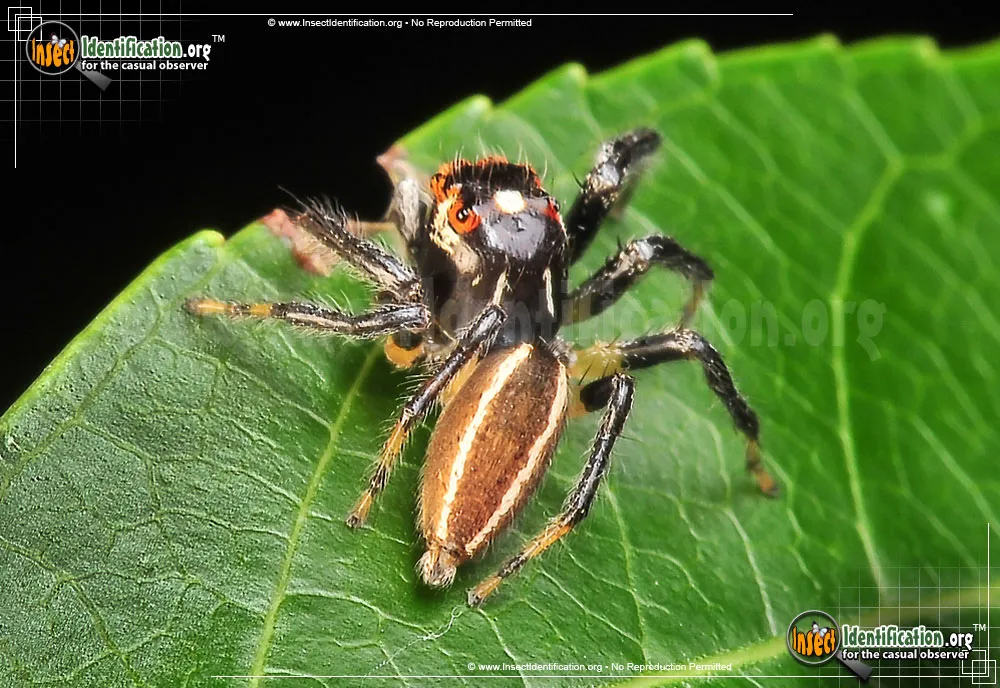 Woodland Jumping Spider