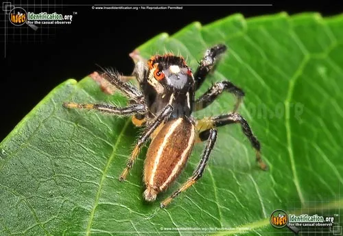 Woodland Jumping Spider - photo 2