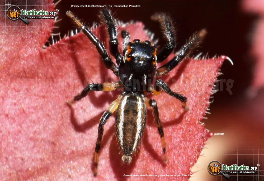 Woodland Jumping Spider - photo 3