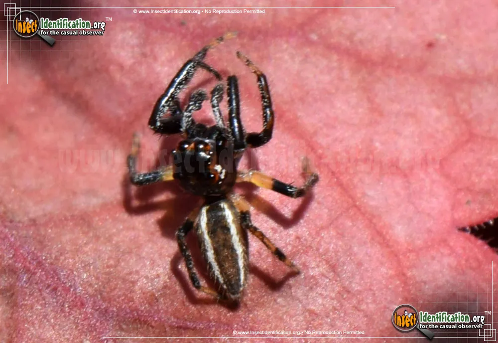 Woodland Jumping Spider - photo 5