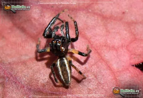Woodland Jumping Spider - photo 6