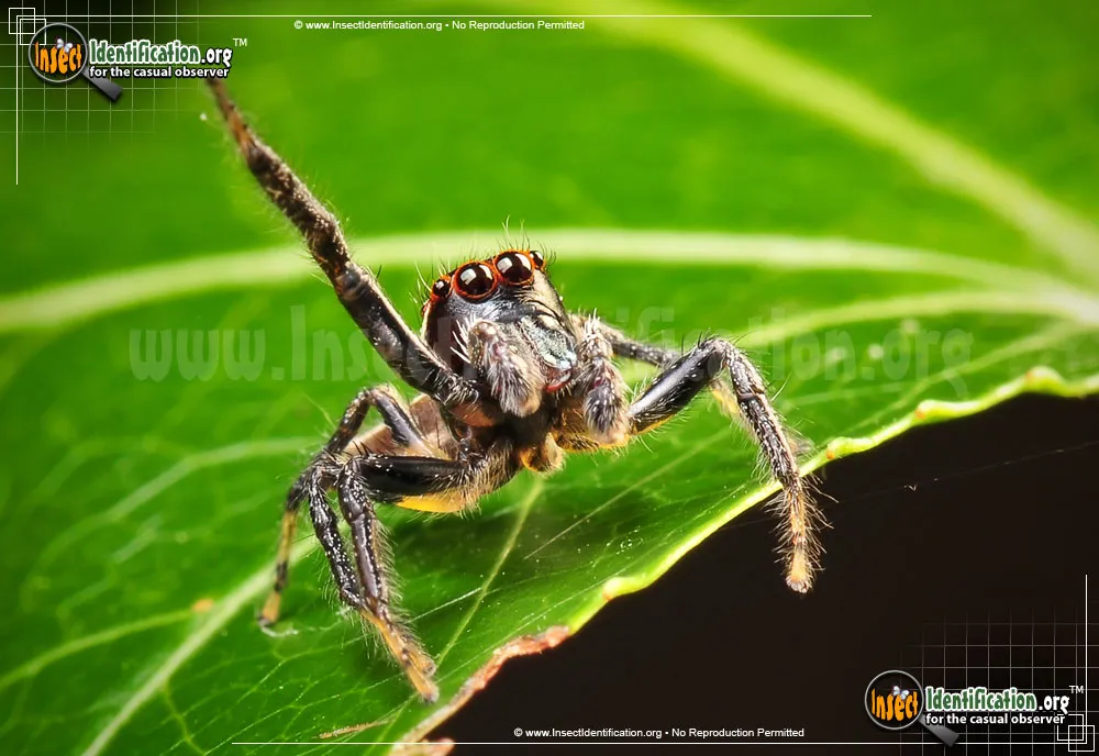 Woodland Jumping Spider - photo 7