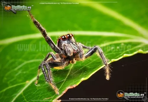Woodland Jumping Spider - photo 8