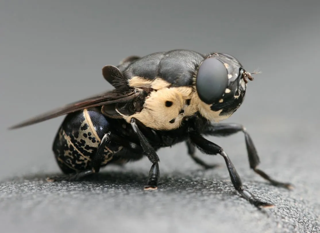 Woodrat Bot Fly - photo 3