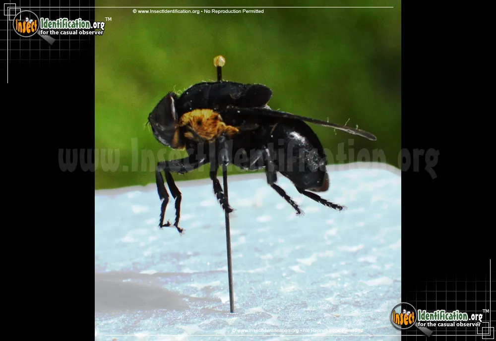 Woodrat Bot Fly - photo 4