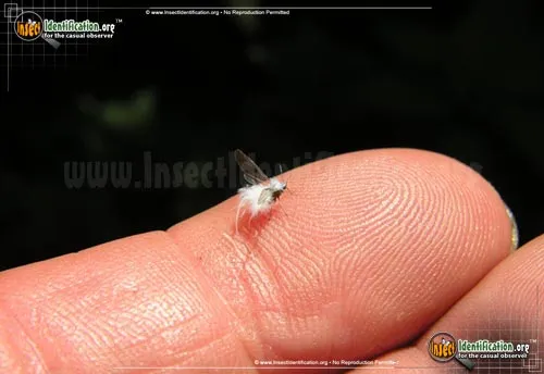 Woolly Aphid - photo 2