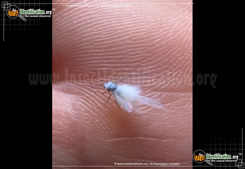 Woolly Aphid - photo 3