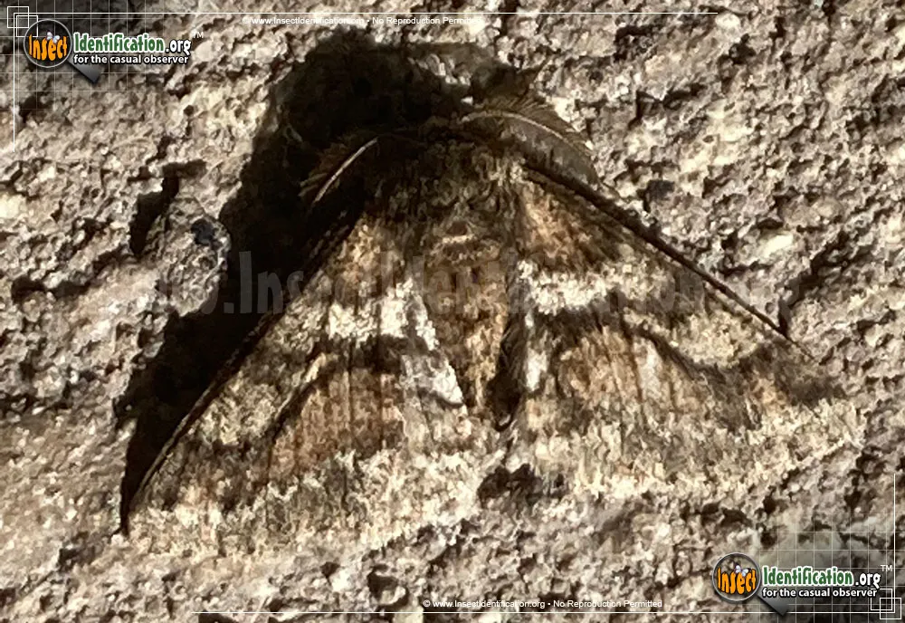 Woolly Gray Moth