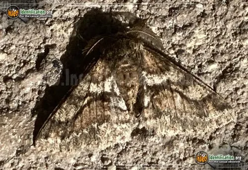 Woolly Gray Moth - photo 2