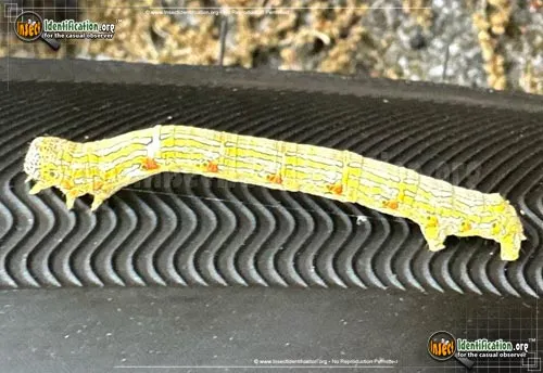 Woolly Gray Moth - photo 4