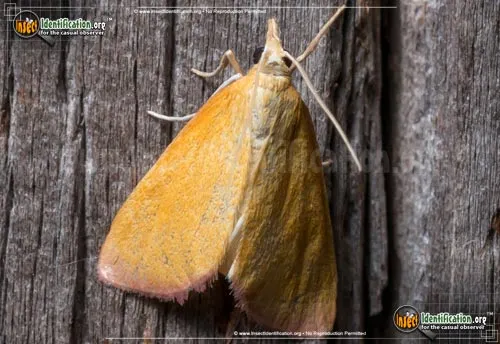 Xanthostege roseiterminalis - photo 2